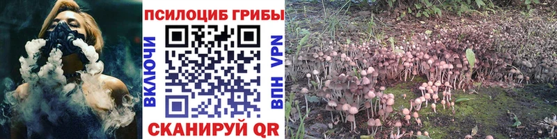где купить наркоту Отрадная Галлюциногенные грибы Psilocybe